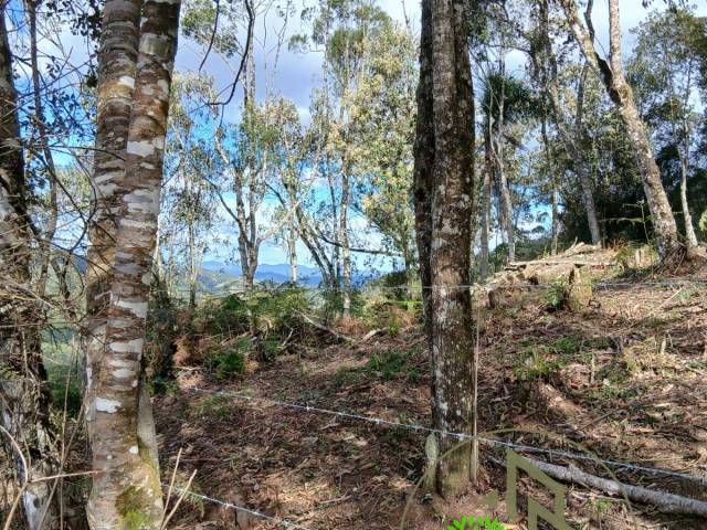 #20269 - Área para Venda em Angelina - SC